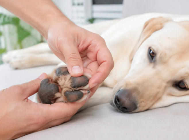 Dog Paw Care