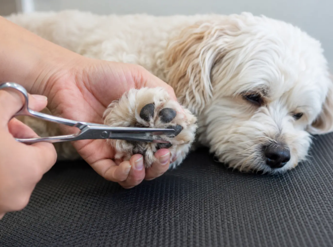 Dog Paw Care