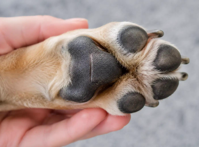 Dry, Cracked Dog Paw Pads