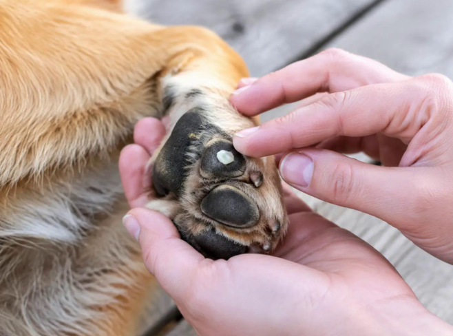 Dry, Cracked Dog Paw Pads