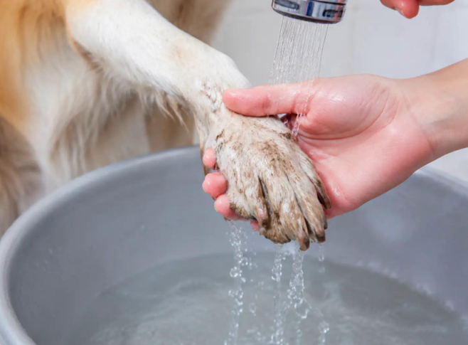 How to Clean Your Dog’s Paws After a Walk