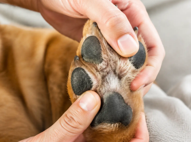 why do dog paws smell like corn chips