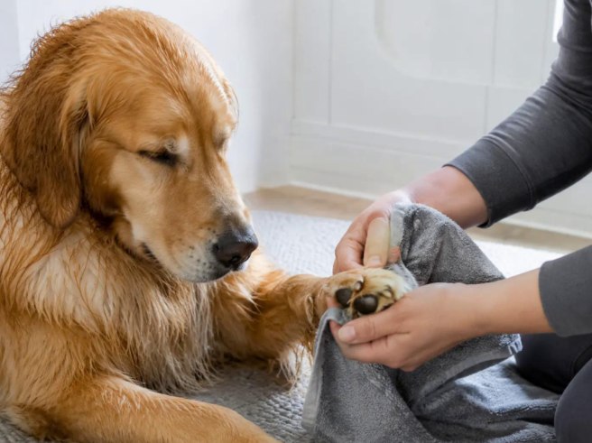 why do dog paws smell like corn chips