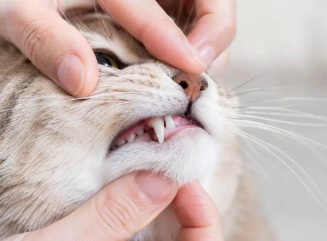 Cat Dental Care