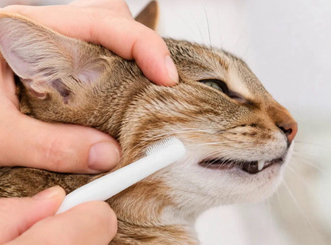 How to Brush a Cat's Teeth Without Stress