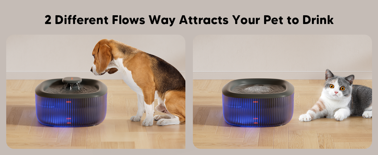 Best Cat Water Fountain for Multi-Cat Households