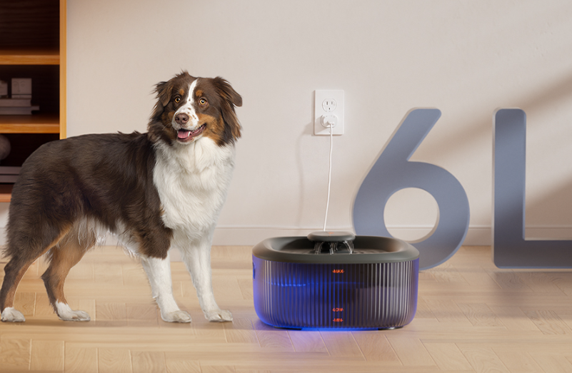 Best Water Fountain for Large Dogs